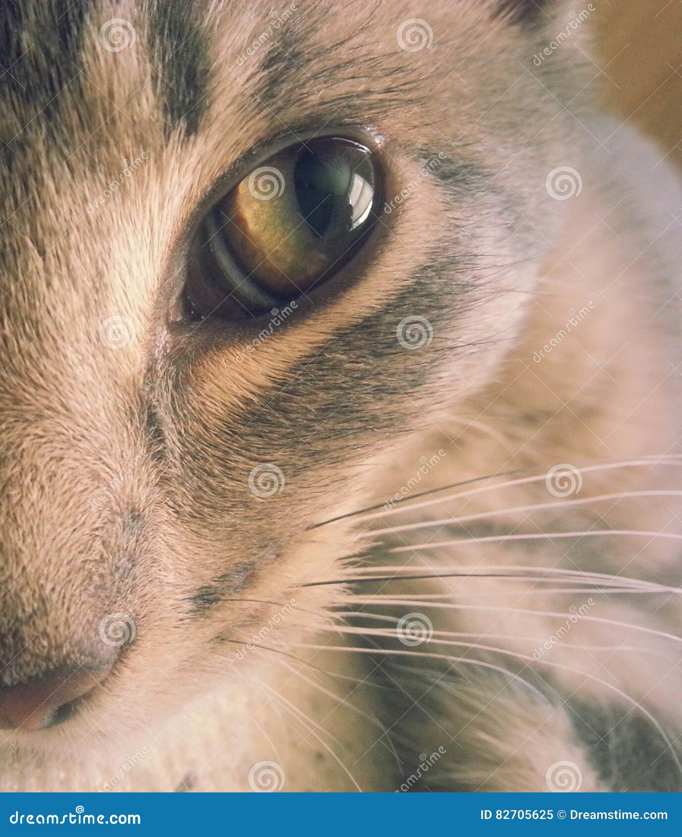 Cat stock image. Image of enjoying, sunshine, rays, warmth 82705625