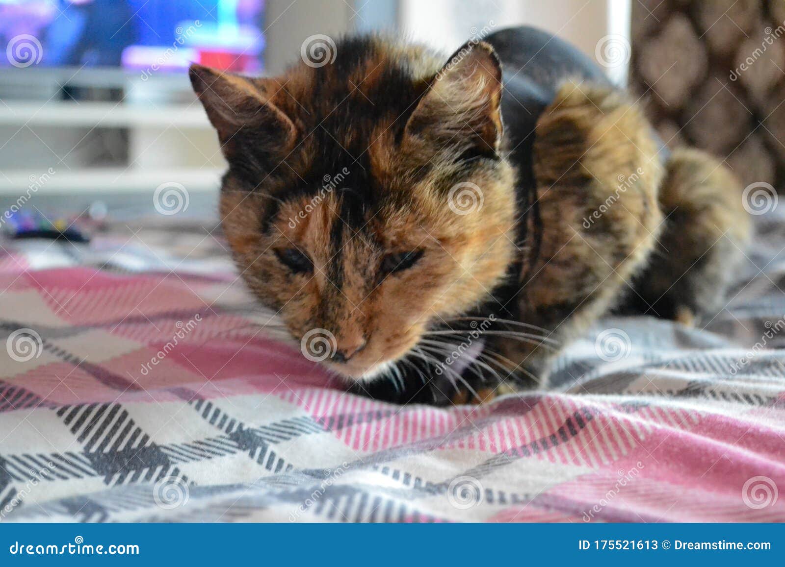 Cat after surgery stock image. Image of cats, pets, house 175521613