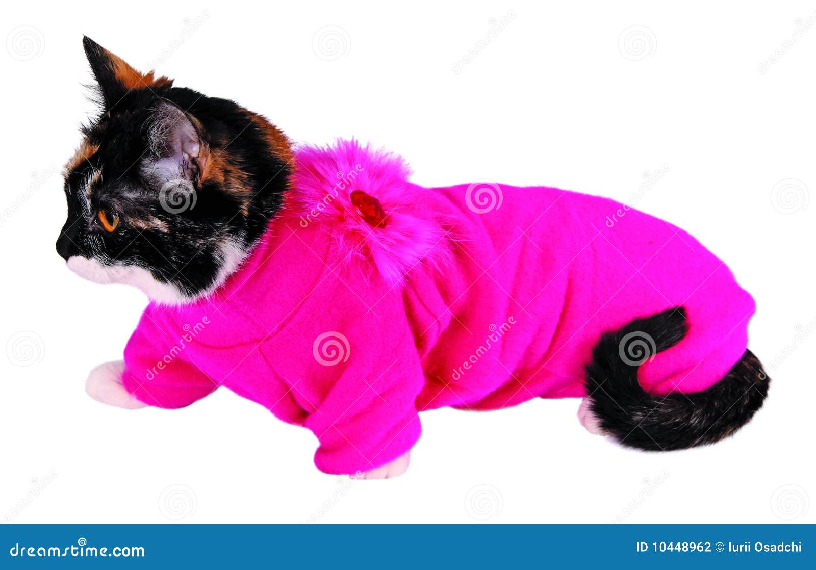 Cat in sweater stock photo. Image of portrait, adorable 10448962