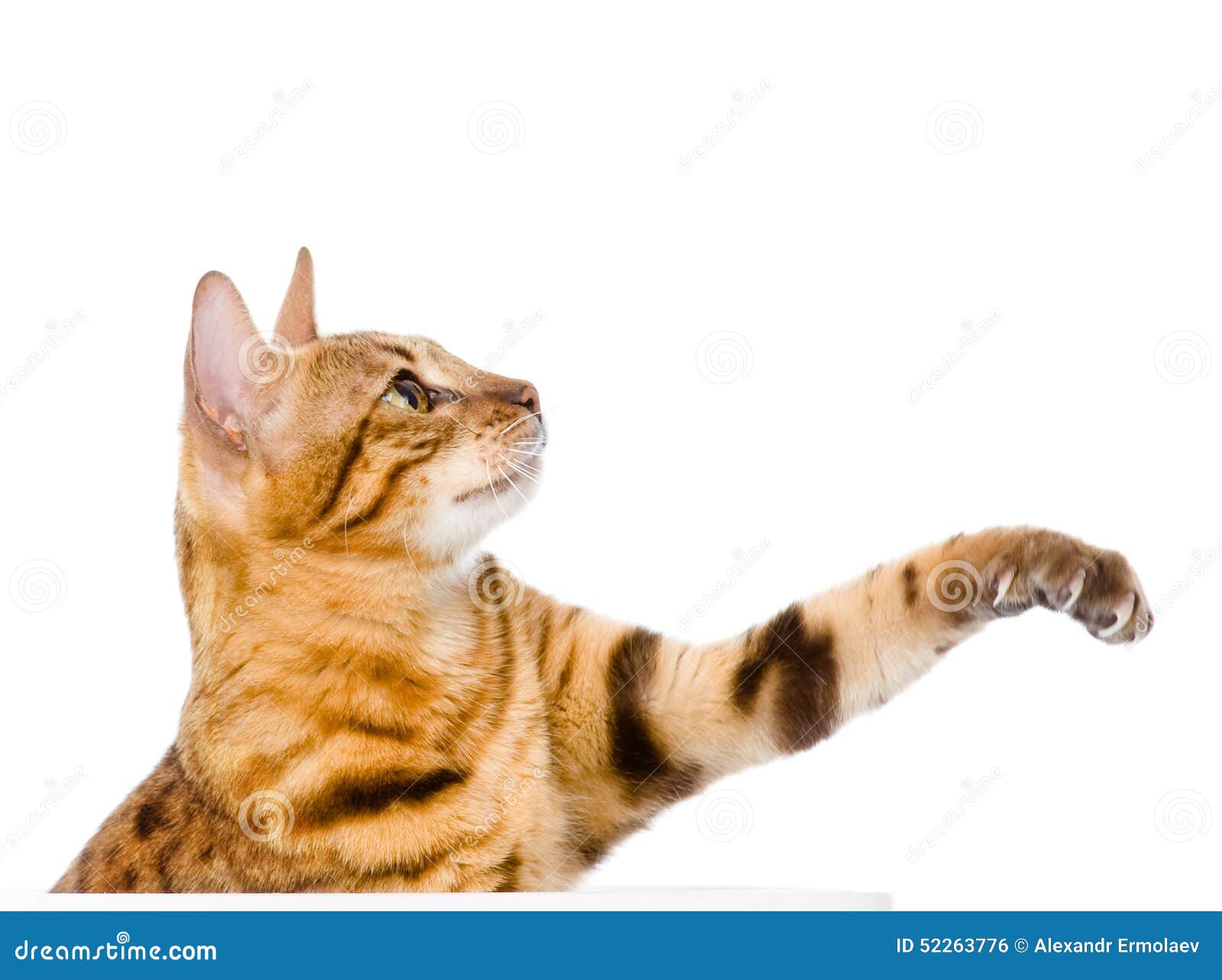 Cat Swinging Its Paw. Isolated on White Background Stock Photo Image