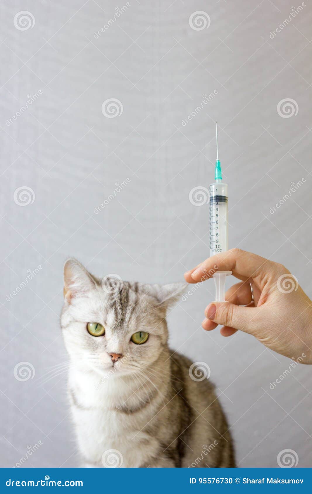 Cat and Syringe in Vet Clinic. Stock Photo Image of creature, syringe