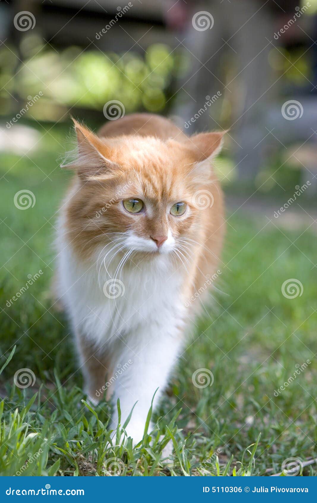 Cat Take a Walk on the Grass Stock Photo Image of leaf, taille 5110306