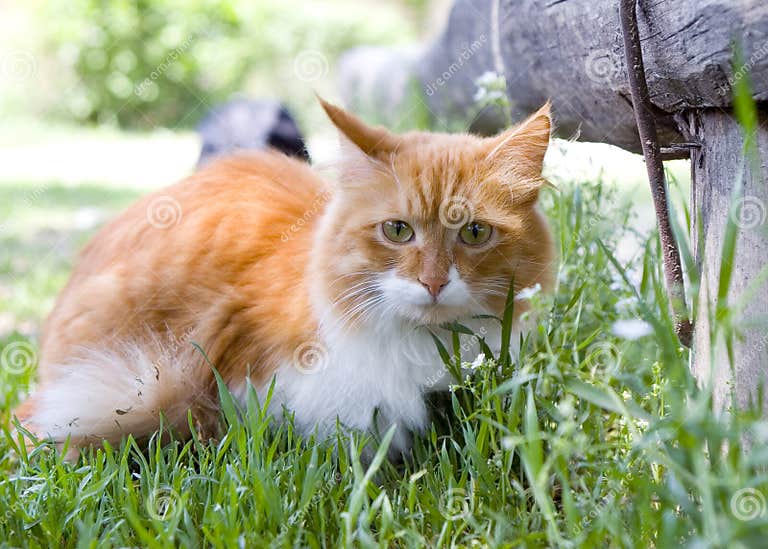 Cat Take a Walk on the Grass Close Up Stock Photo Image of close