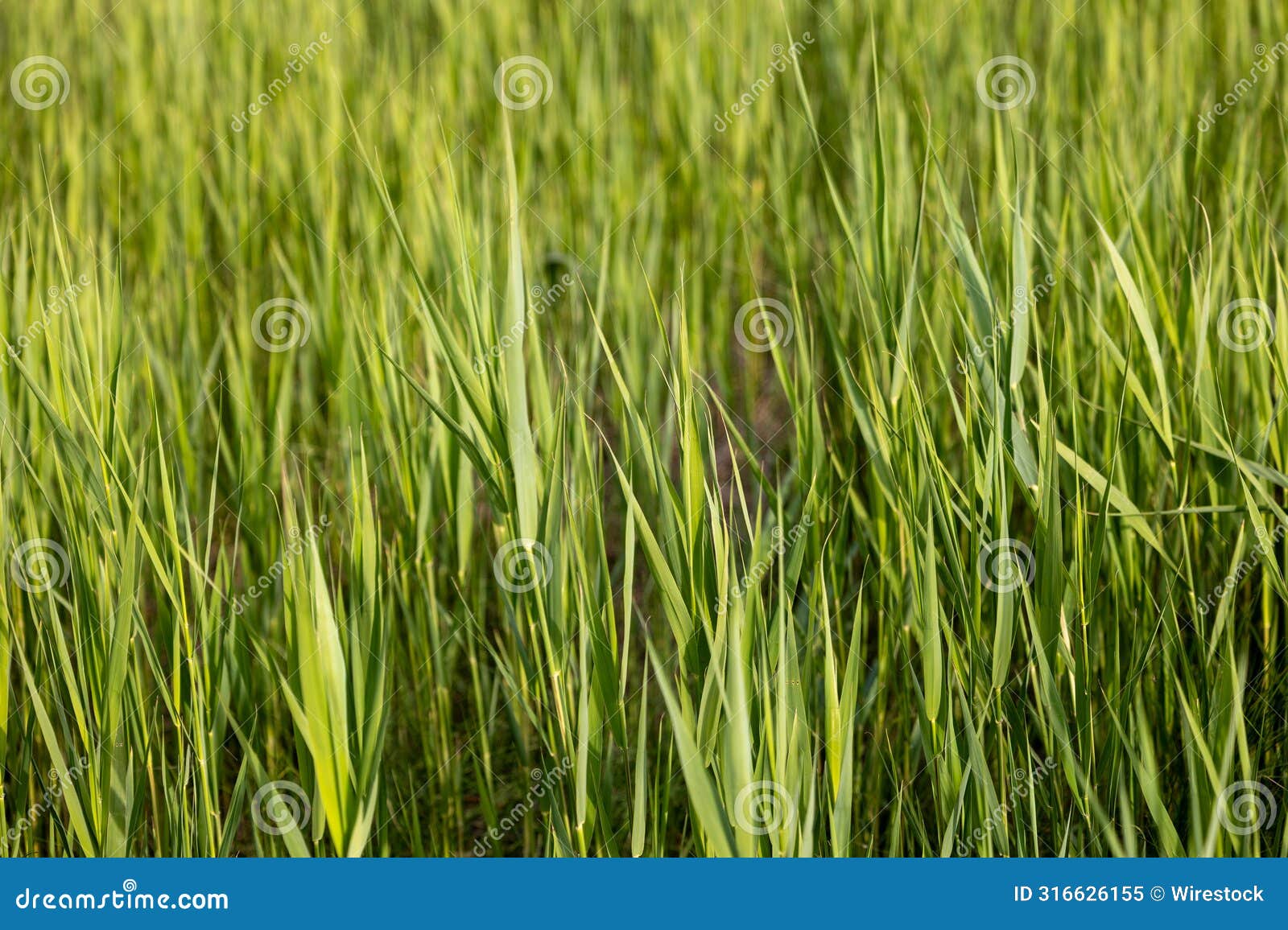 cat in tall green grass, exploring surroundings