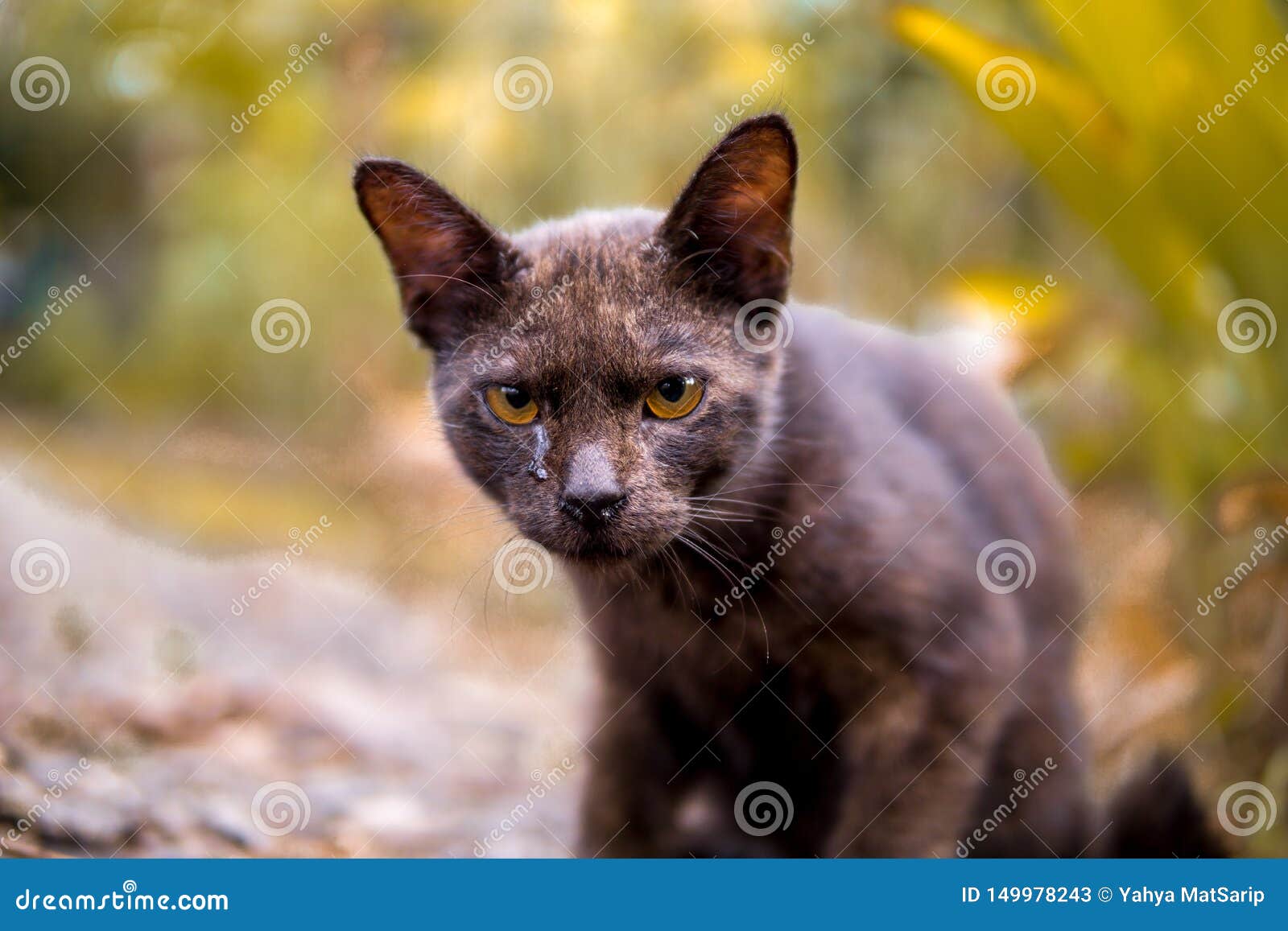 cat tears. his face exspression still in question mark, whether he sad, angry or otherwise.