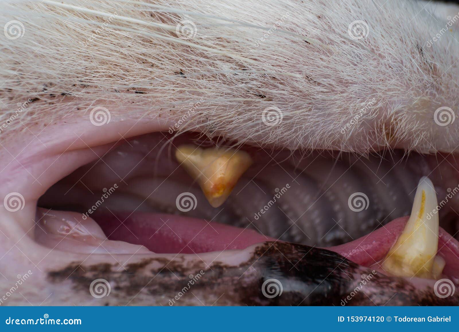 Cat Teeth with Bacterial Plaque Closeup Photo Stock Photo Image of