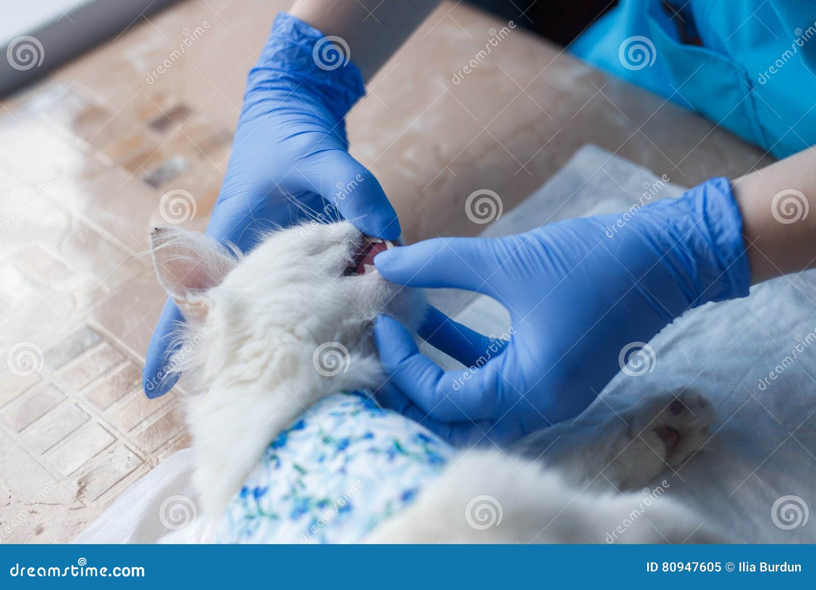 Cat teeth check stock image. Image of medical, intubation 80947605