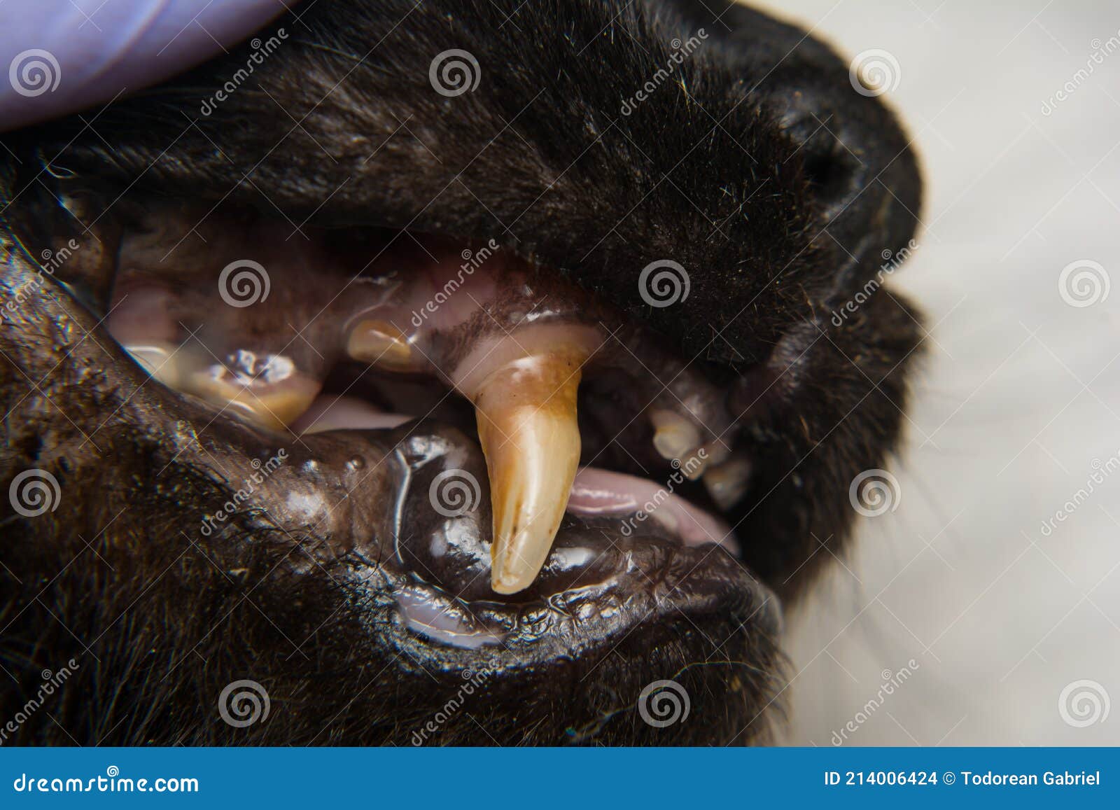 Cat Teeth With Gingival Retraction After Calicivirus Infection Stock
