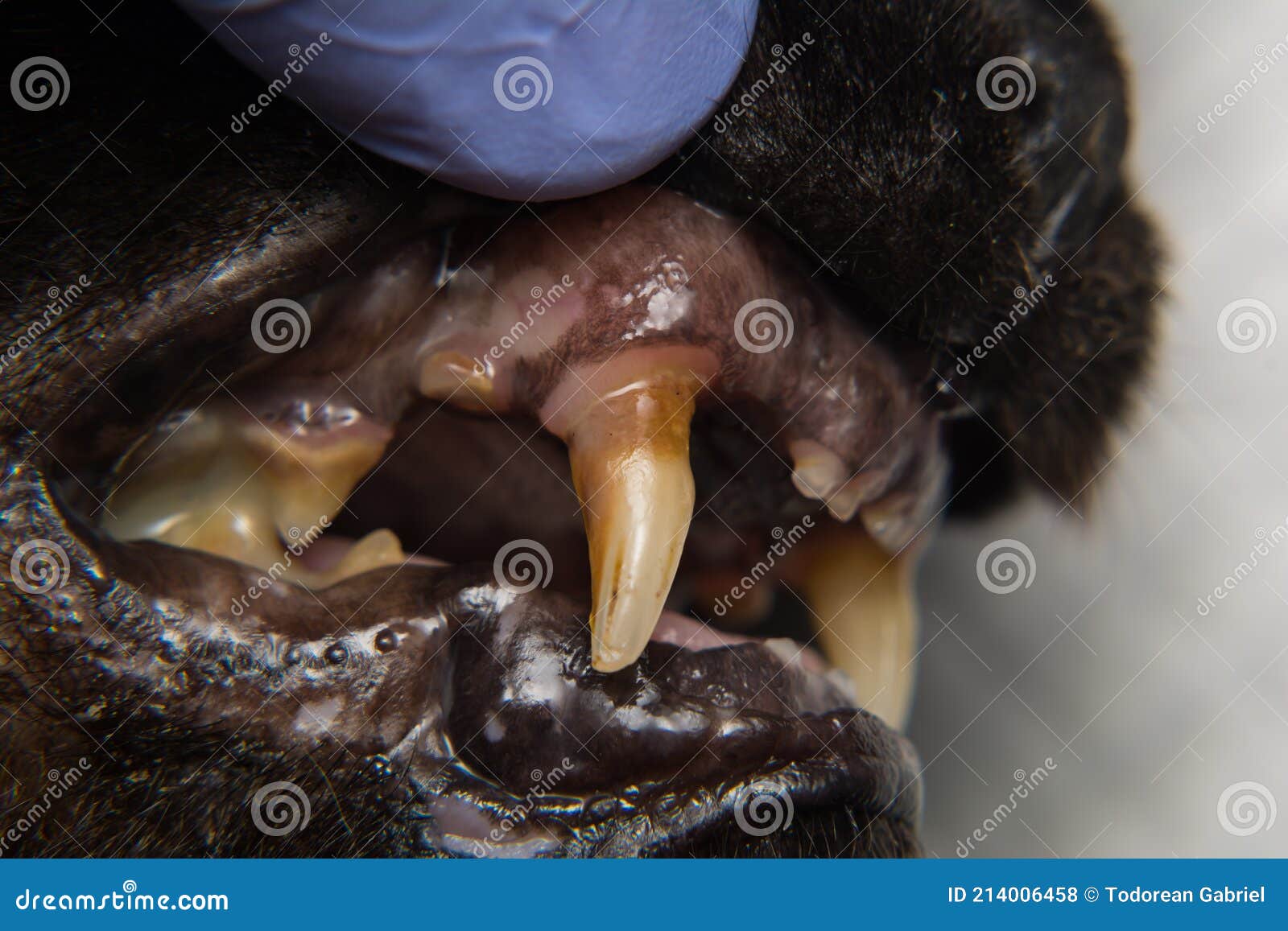 Cat Teeth with Gingival Retraction after Calicivirus Infection Stock