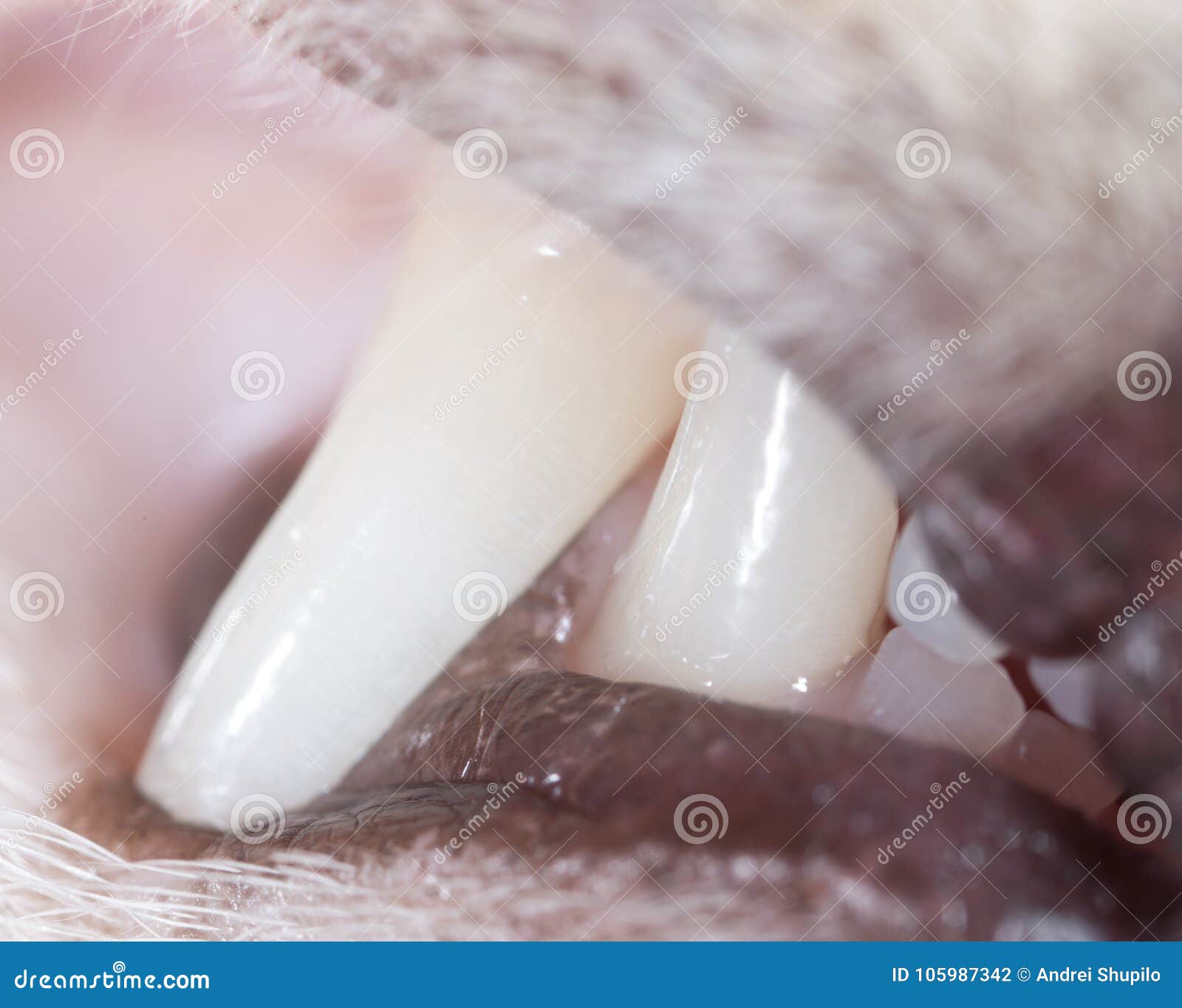 Cat teeth in nature. macro stock photo. Image of colour 105987342