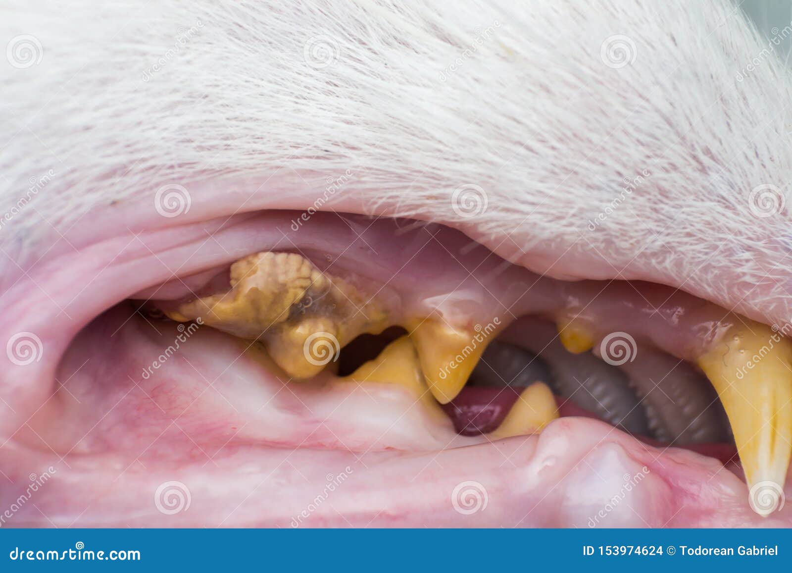 cat teeth tartar gum retraction 153974624