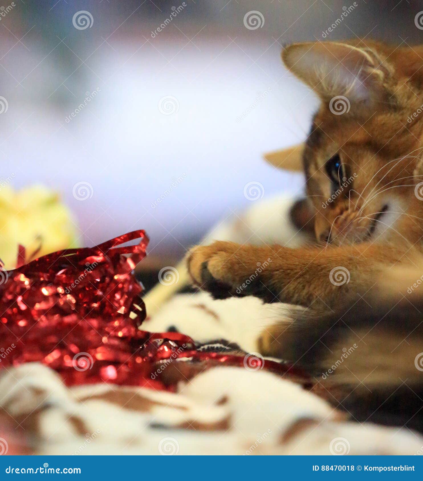 Cat and Tinsel stock photo. Image of fluffy, touchy, soft 88470018