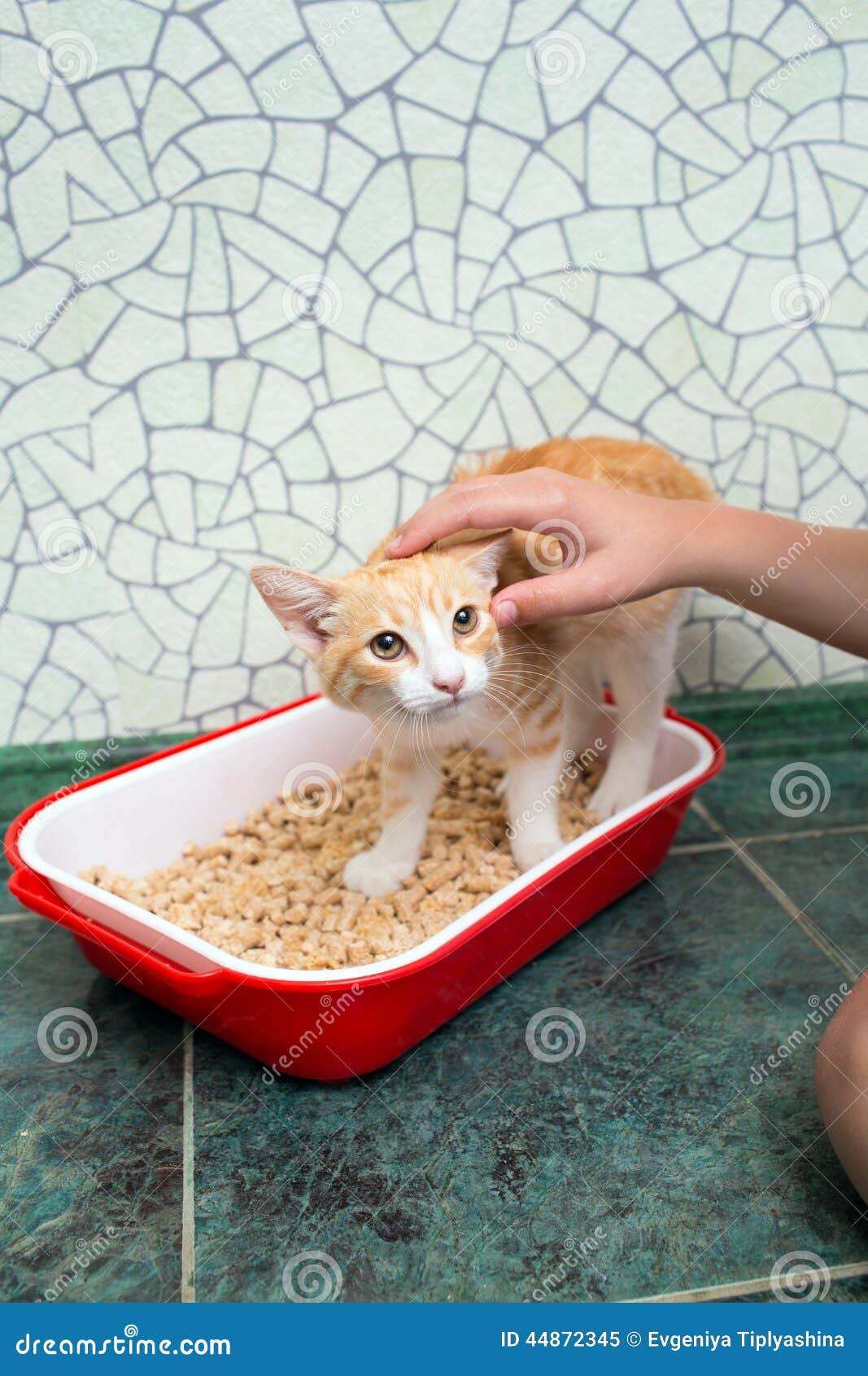 Cat in the toilet stock image. Image of blue, young, domestic 44872345