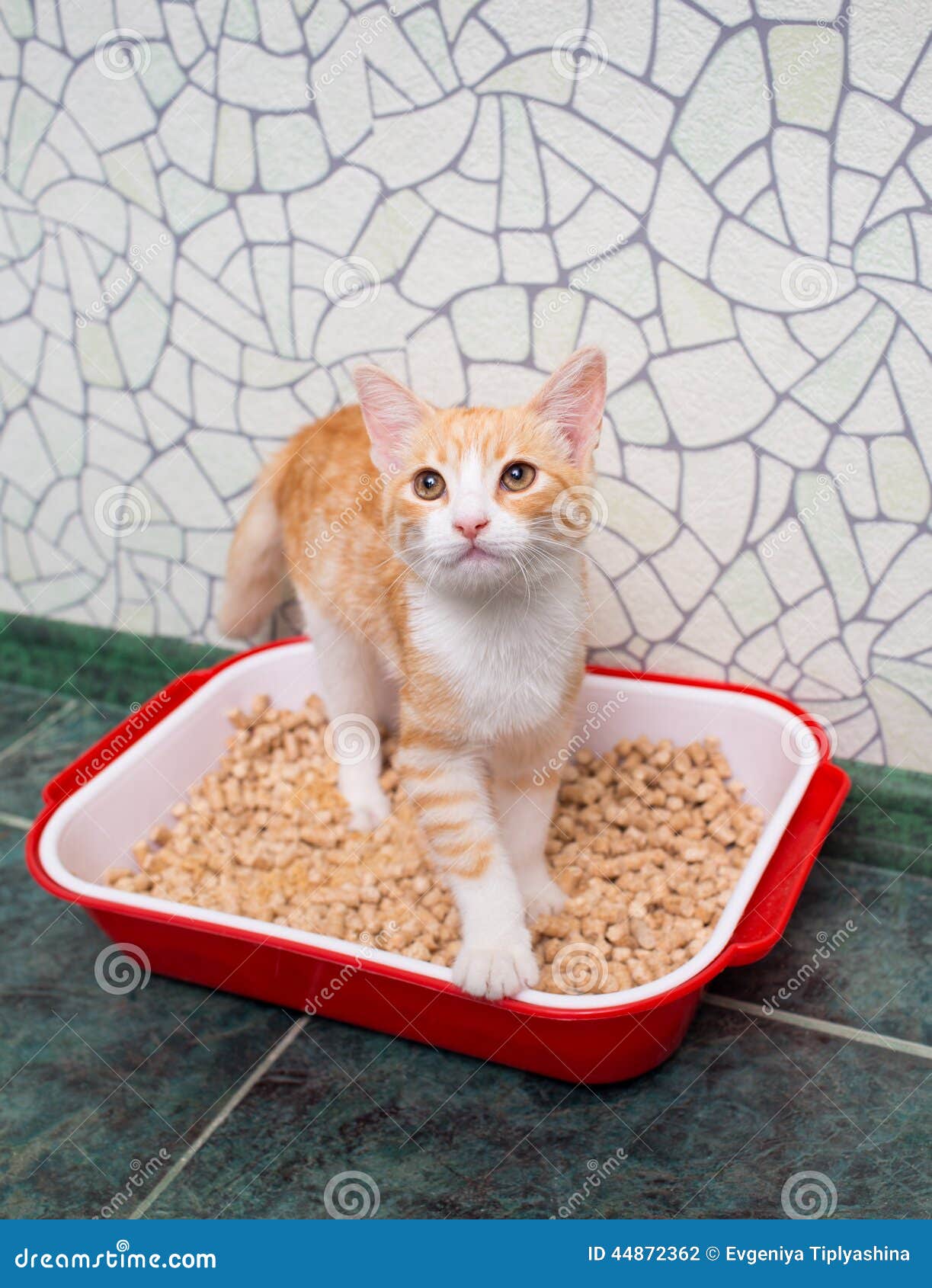Cat in the toilet stock photo. Image of background, tray 44872362