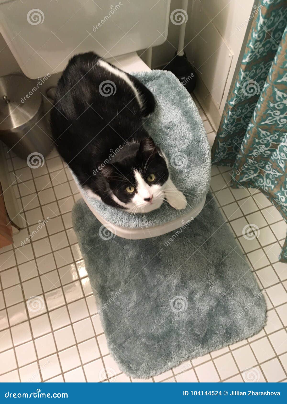 Cat stock photo. Image of toilet, seat 104144524
