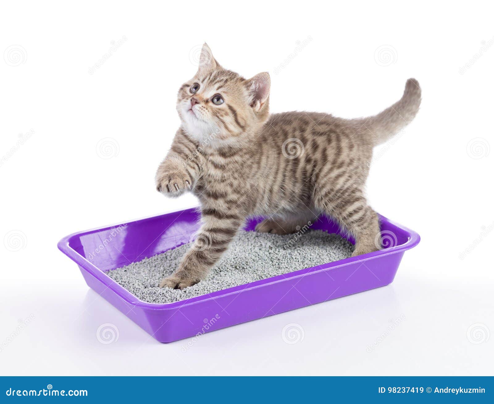 Cat in Toilet Tray Box with Litter Isolated Stock Image Image of