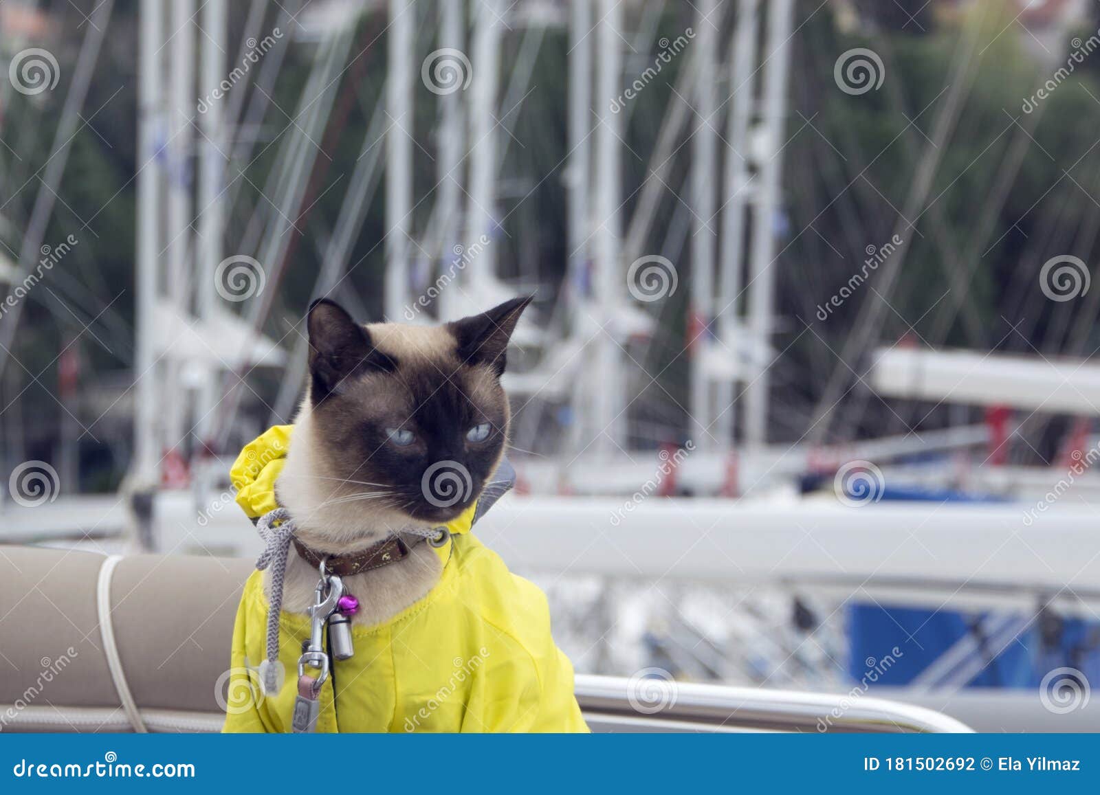 cat rain poncho