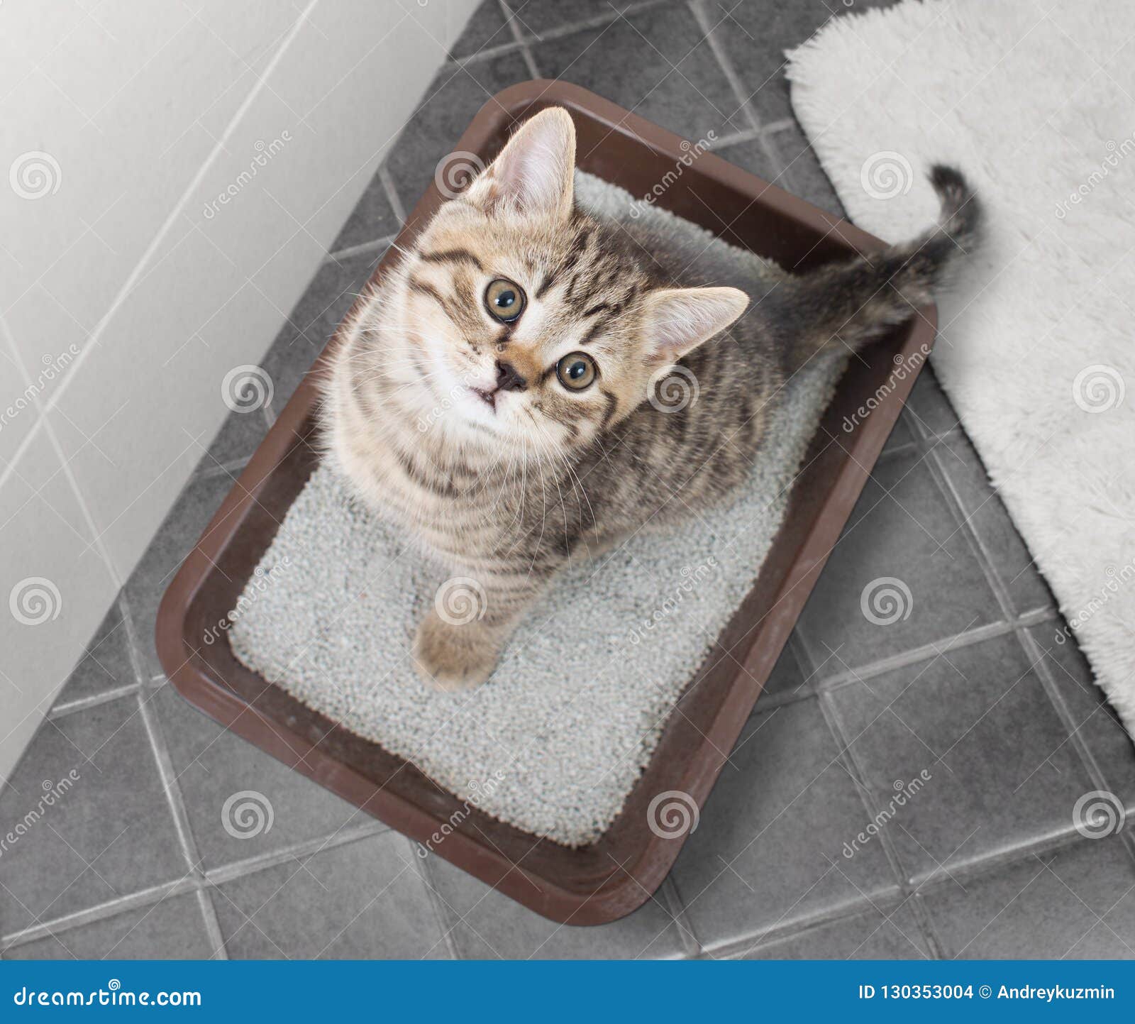 cat top view sitting in litter box on bathroom floor