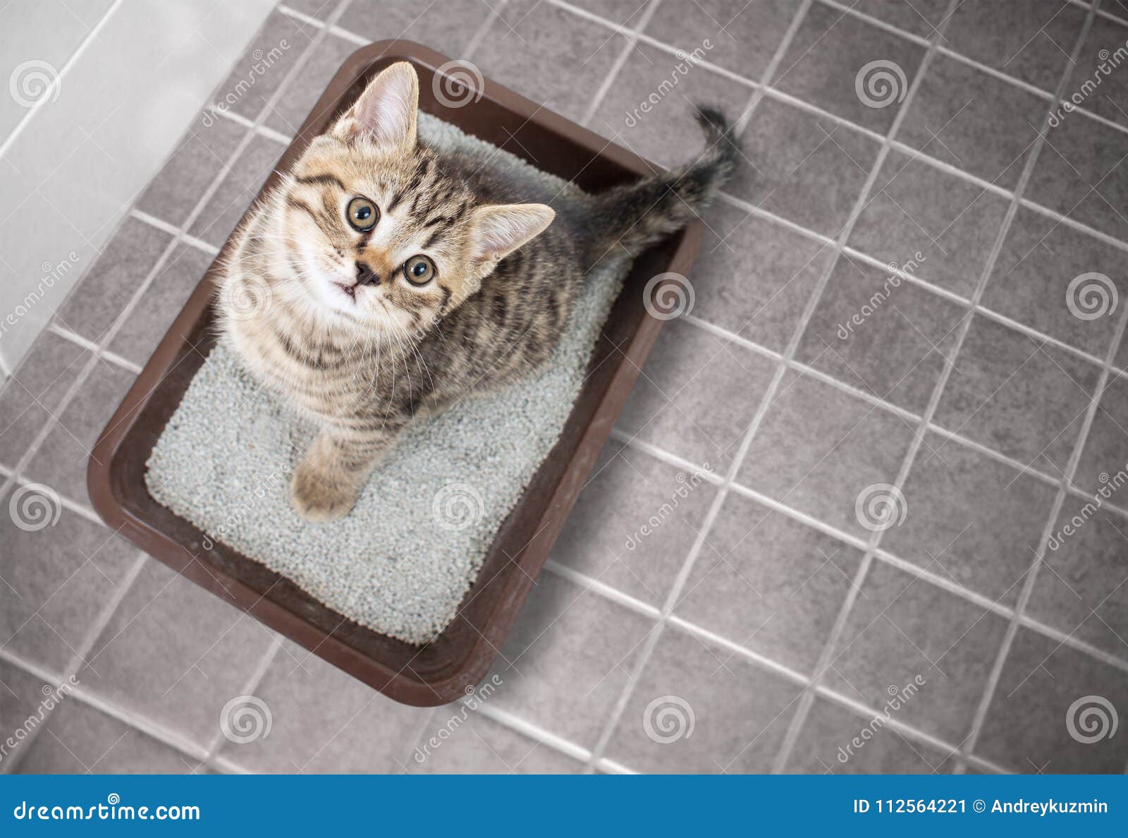 cat top view sitting in litter box with sand on bathroom floor