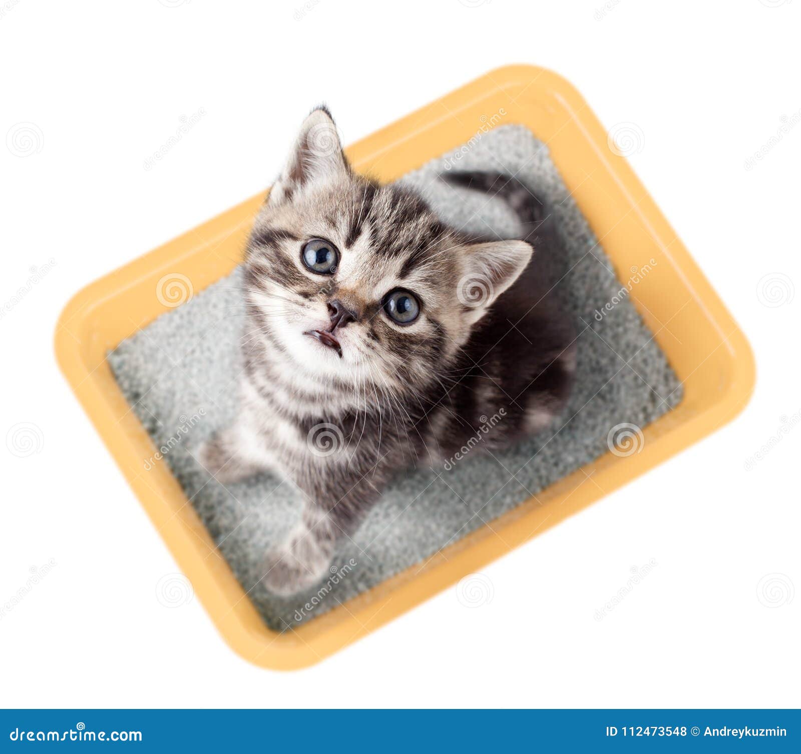 cat top view sitting in yellow litter box 