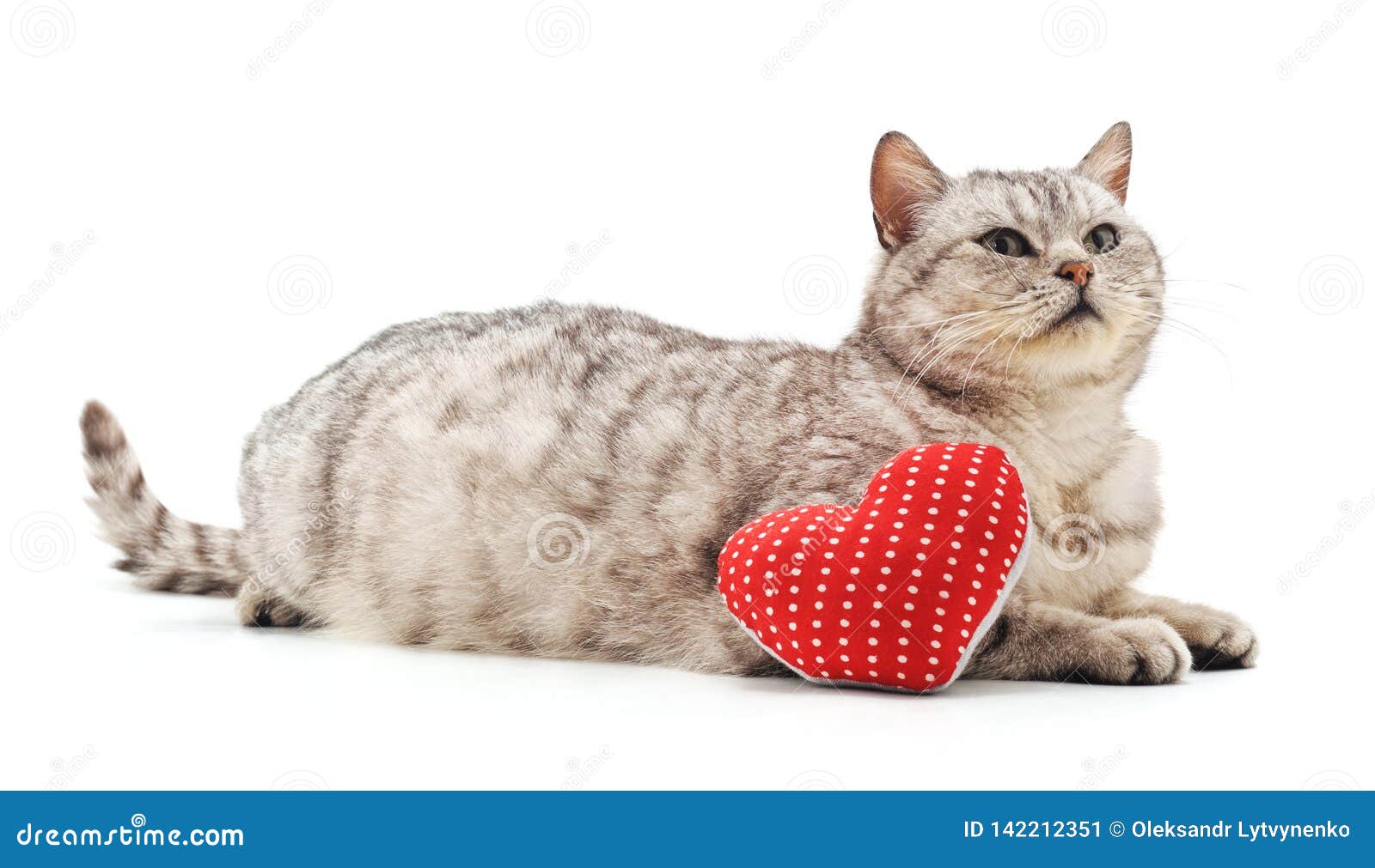 Cat with toy heart stock image. Image of purebred, design - 142212351