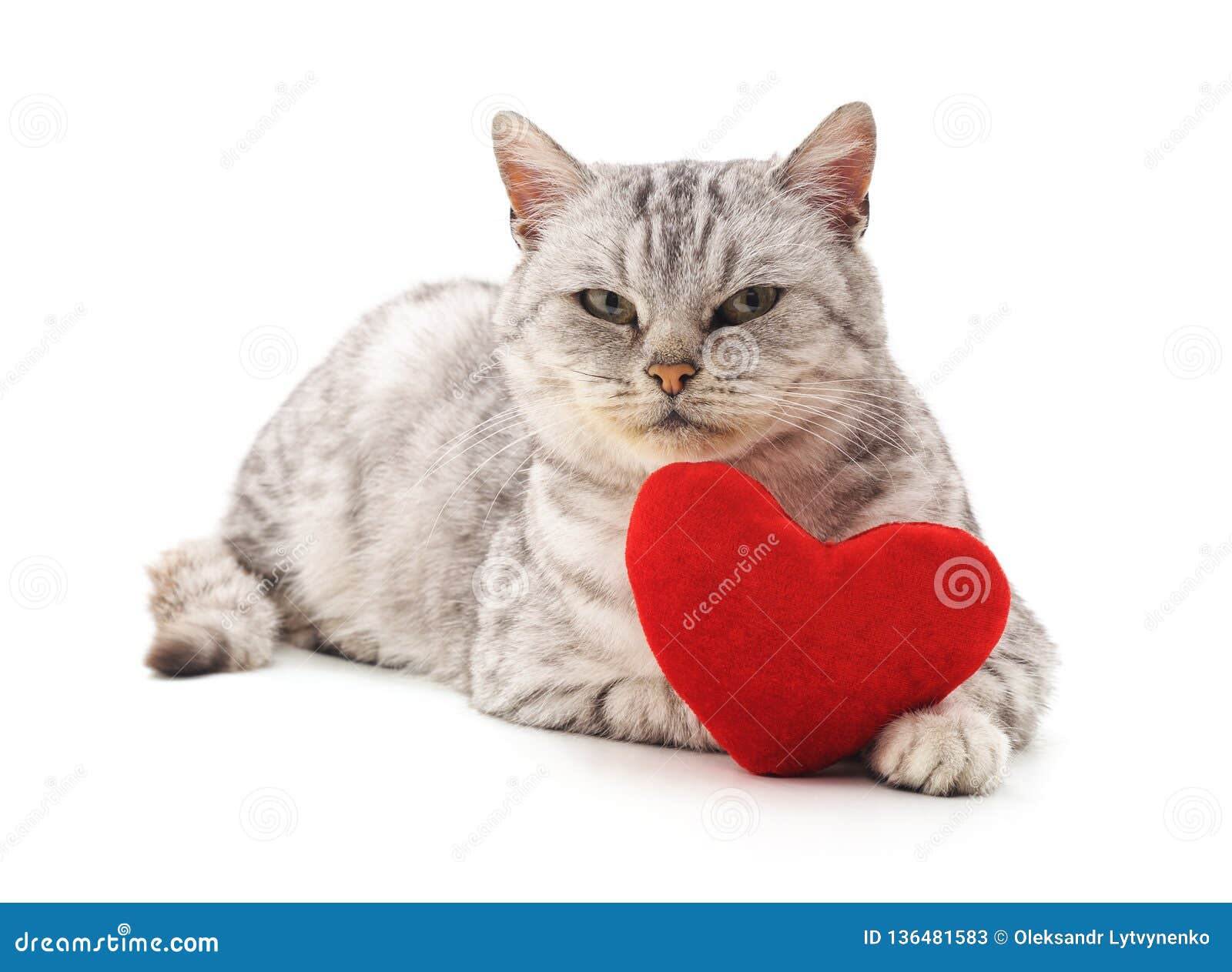 Cat with toy heart stock image. Image of cute, young - 136481583