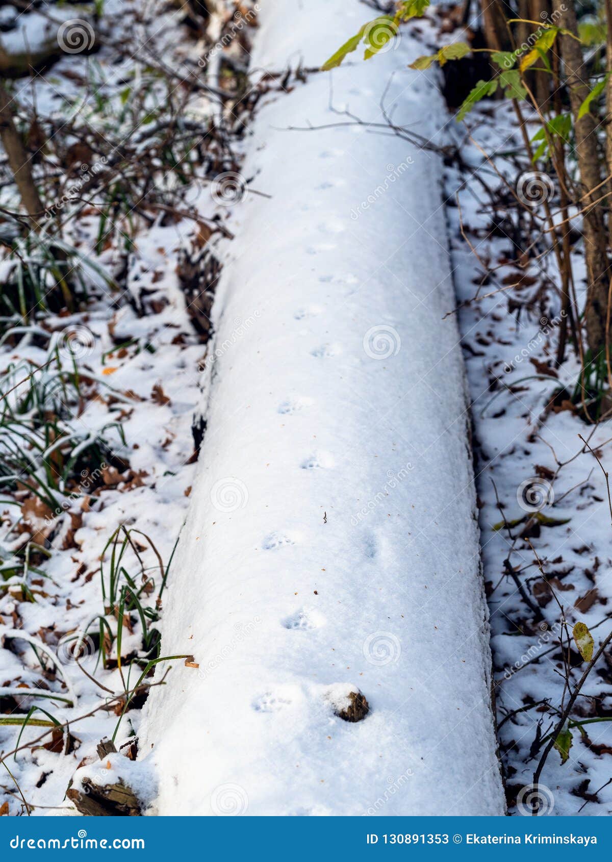 Cat Tracks Up on Surface of the First Snow Stock Image Image of fall