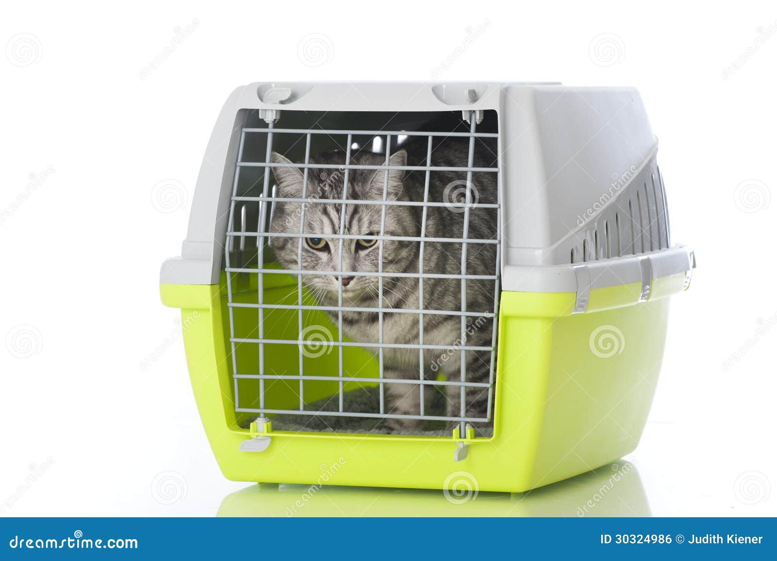 Cat with transport box stock photo. Image of device, house 30324986