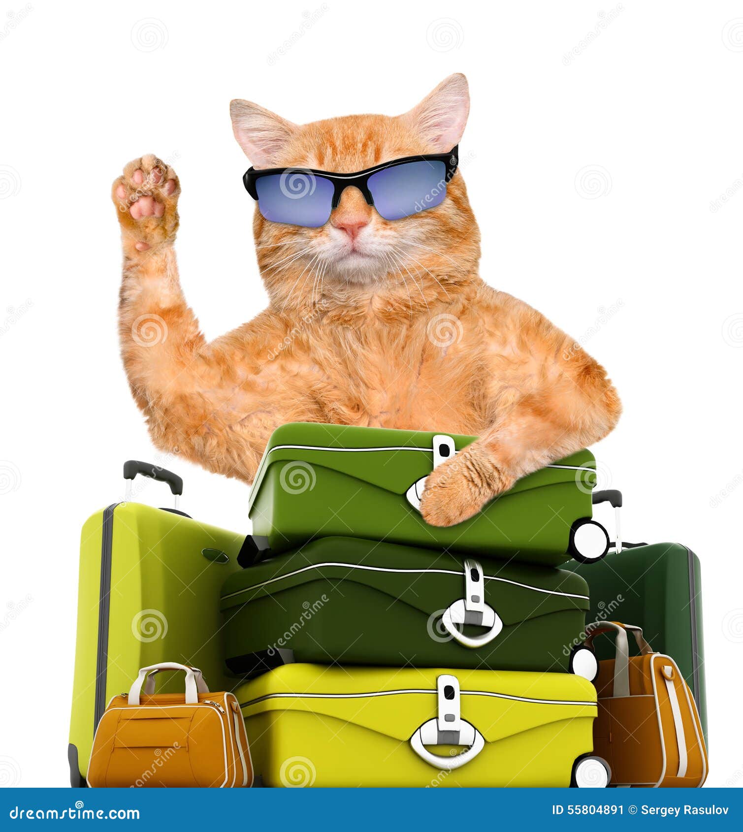 traveller cat