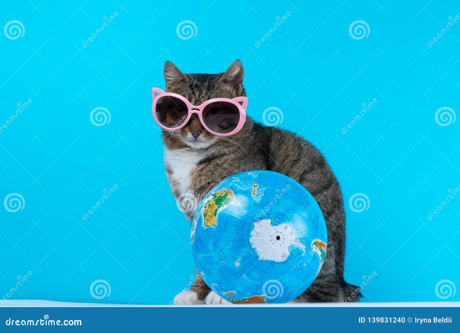 Cat Traveler. Cat Meets on Vacation Stock Photo Image of cityscape
