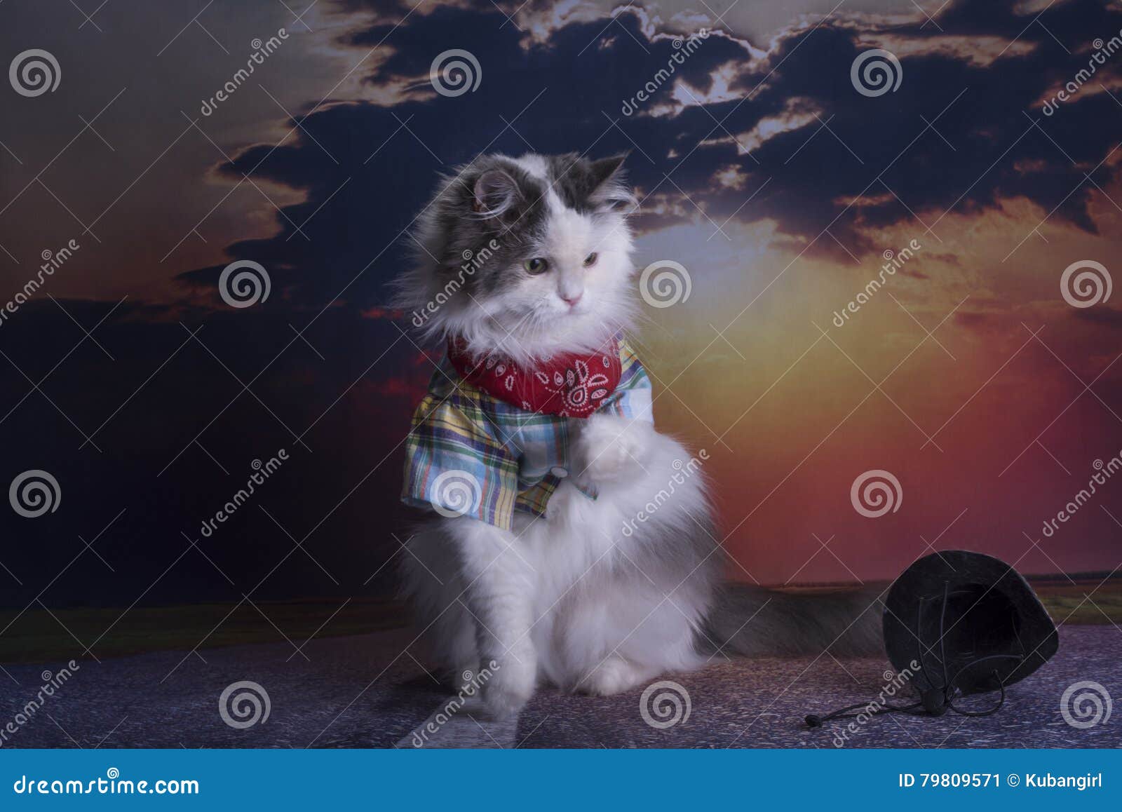 Cat Travels at Sunset Hitchhiking Stock Image Image of animal, mining