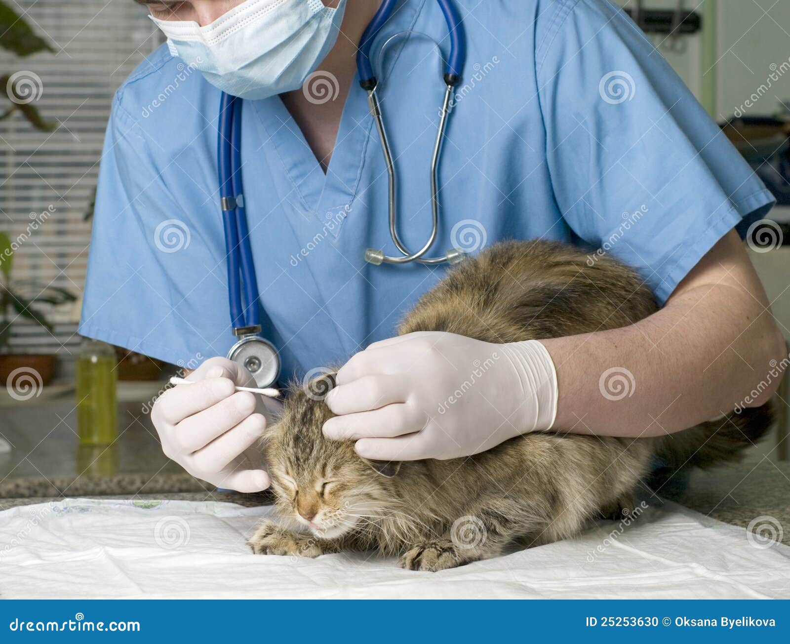 Cat Treated by Veterinarian Stock Photo Image of clinic, holding 25253630