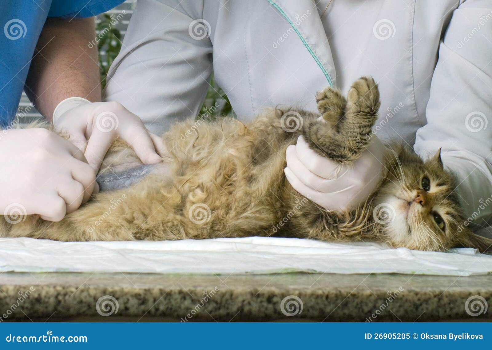 Cat Treated by Veterinarians Stock Image Image of kitten, doctor 26905205