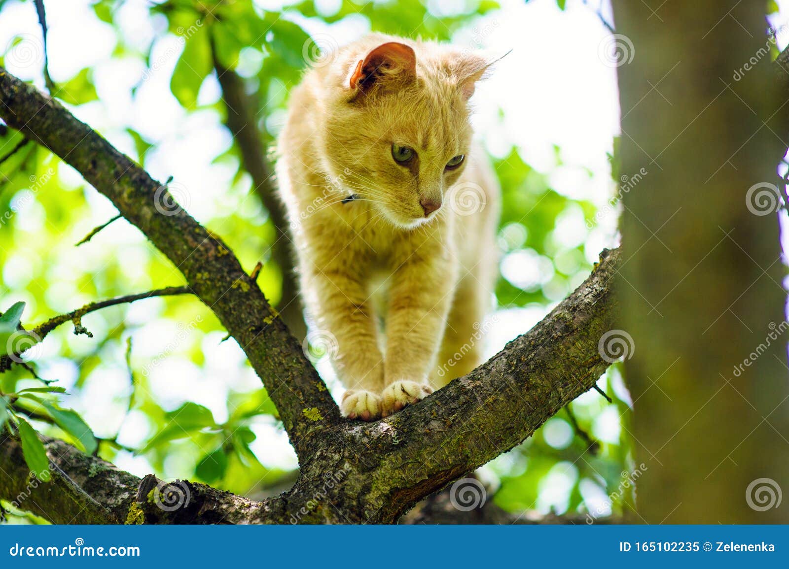 Cat on a tree stock image. Image of tabby, branch, masai 165102235