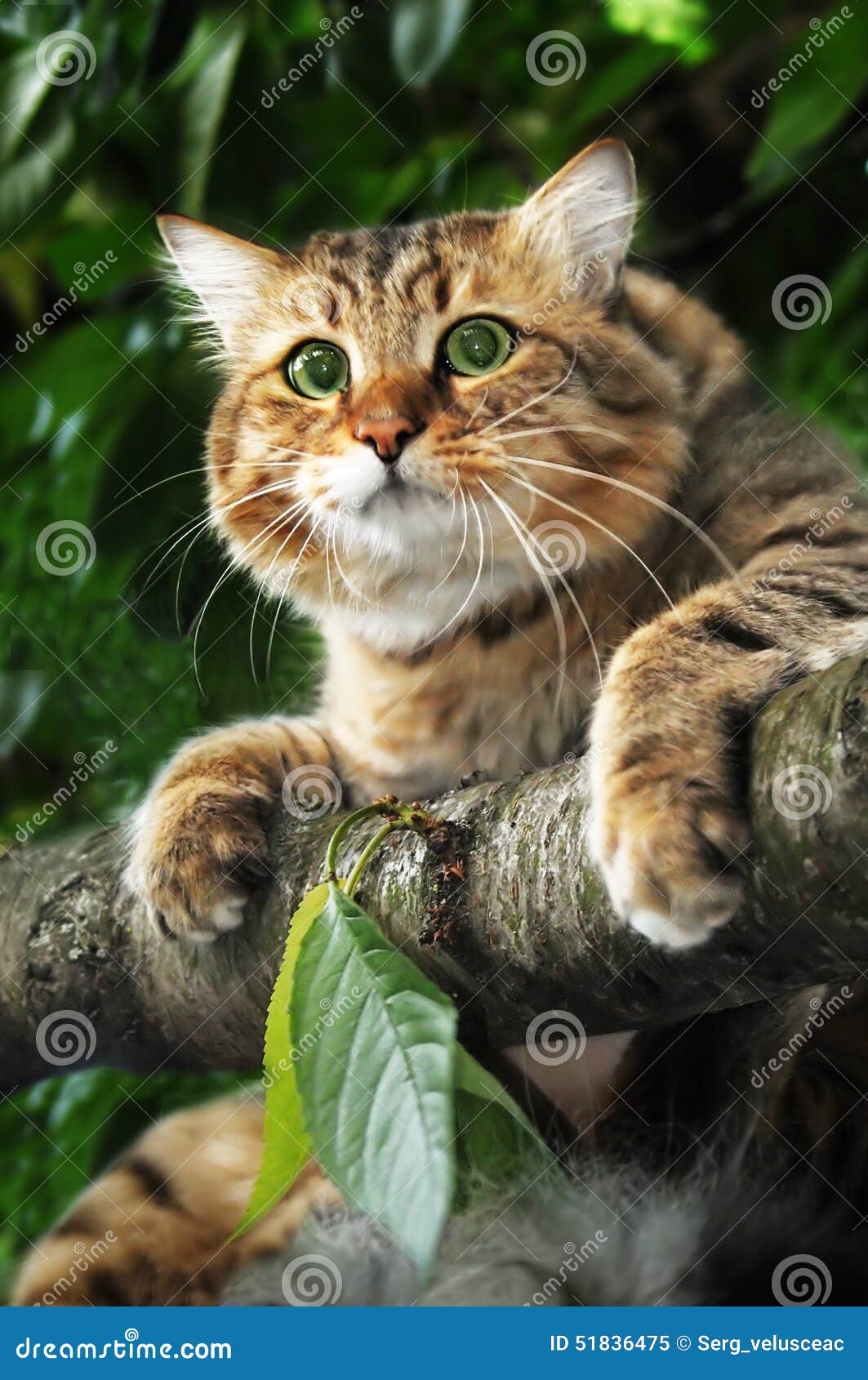 Cat On Tree Branch Stock Photo Image 51836475