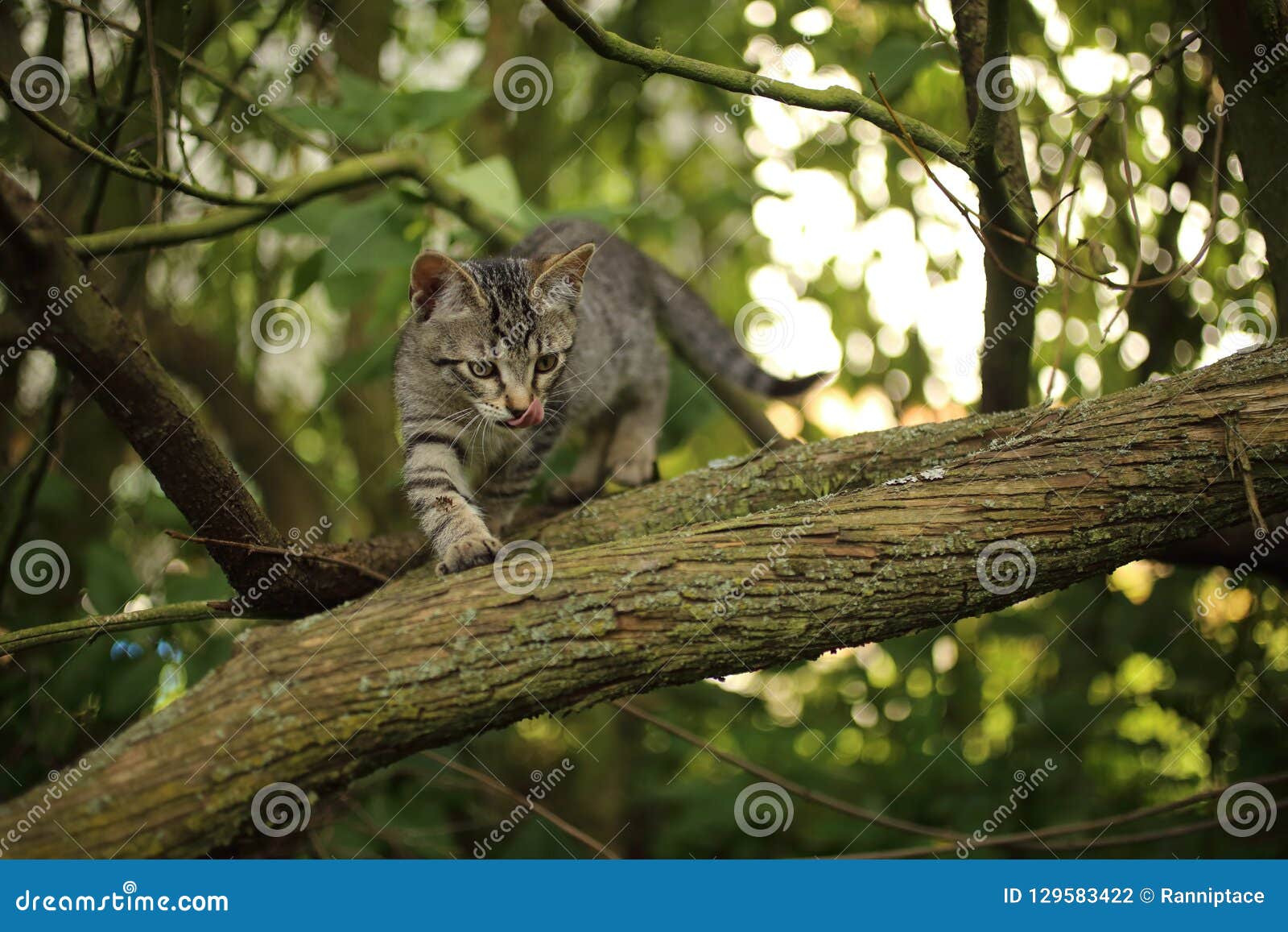 Cat on a tree branch stock photo. Image of face, look 129583422