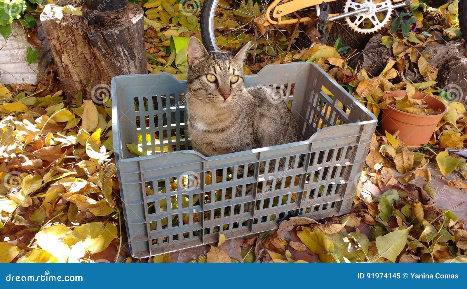 cat with tree leaves