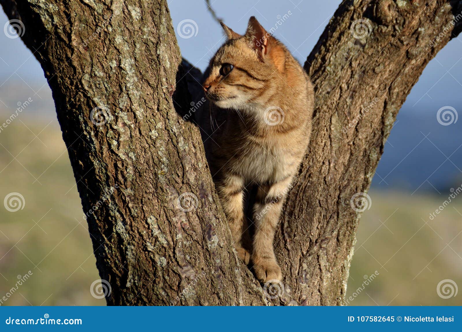 the cat on the tree