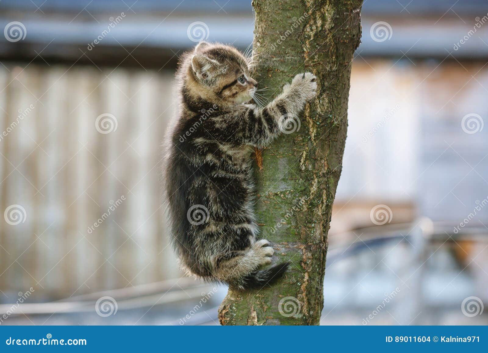 cat trying to climb a tree