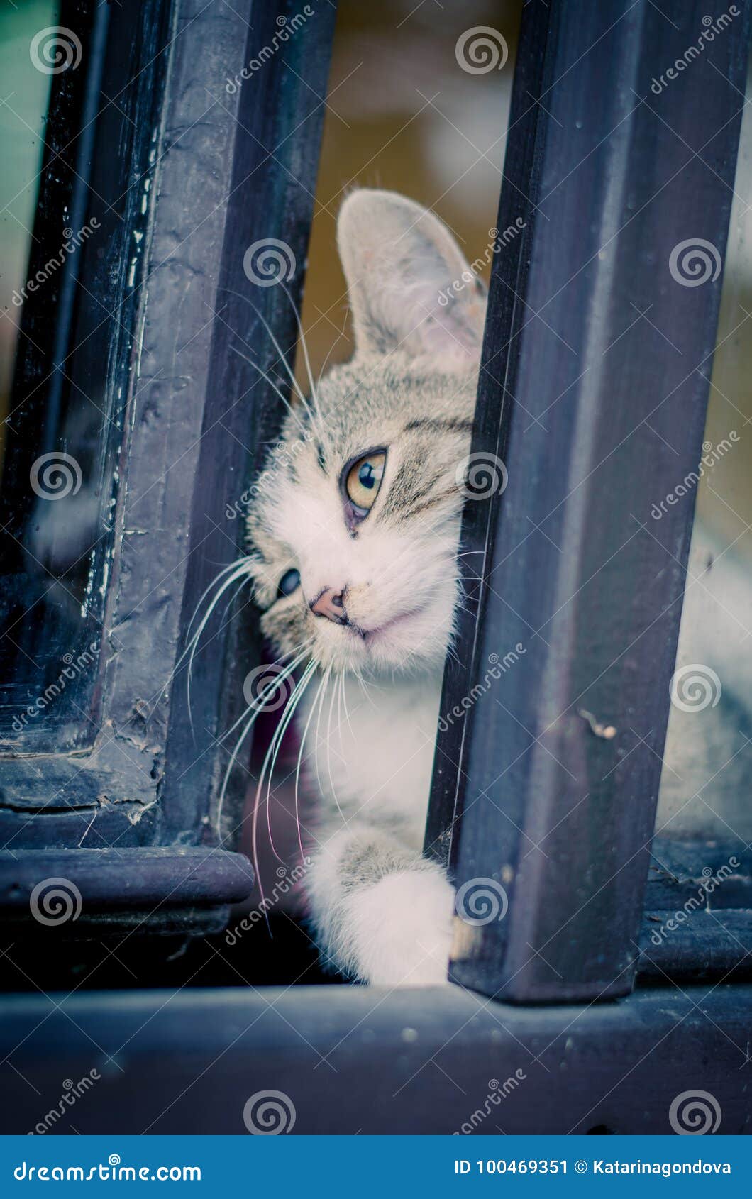 Cat Trying To Escape from Window Stock Image Image of waiting, wait