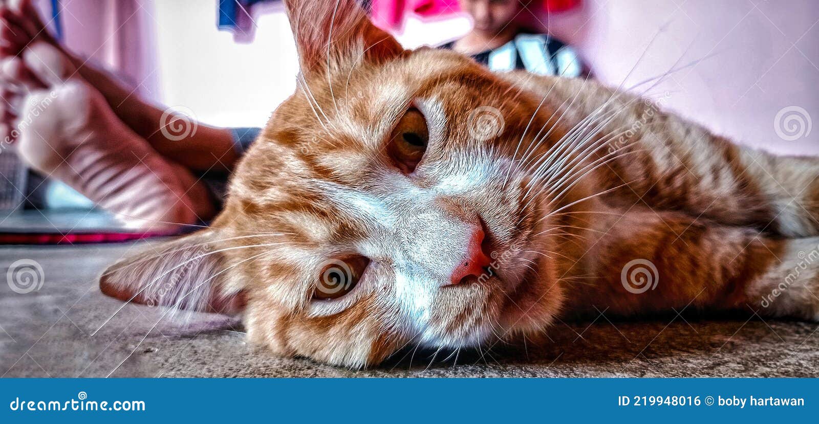 A cat trying to sleep stock photo. Image of sleep, lazy 219948016