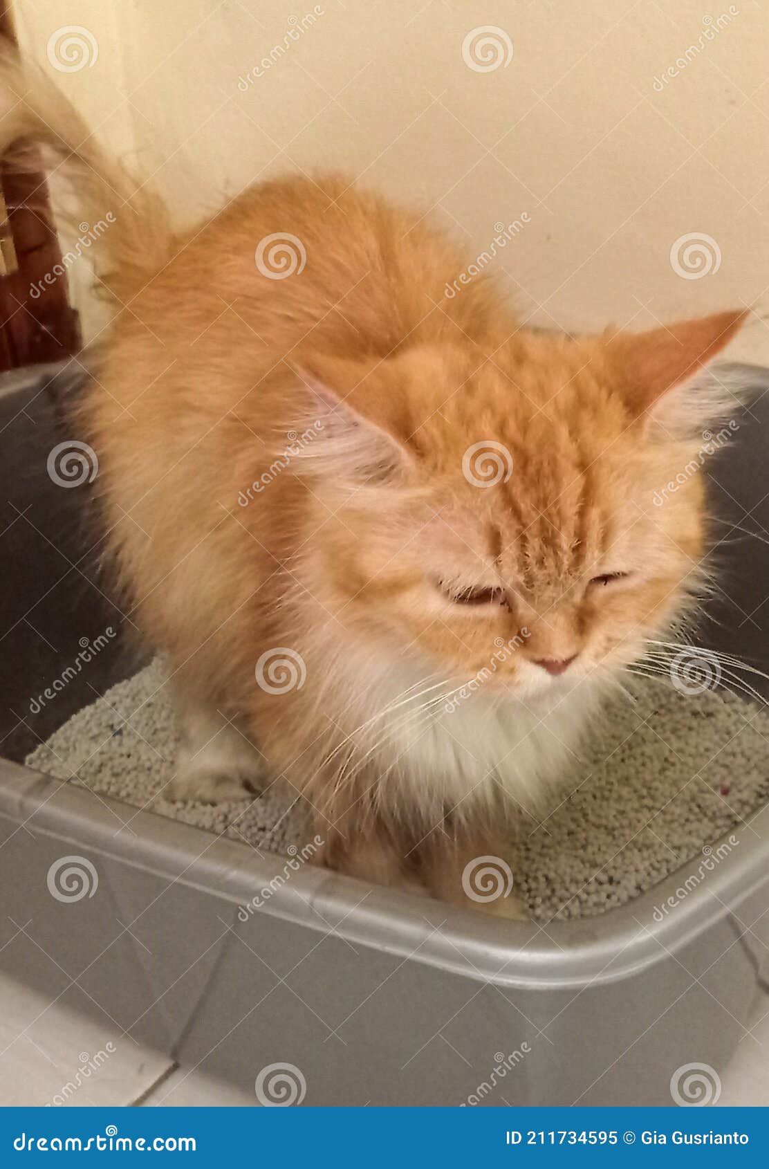 The Cat in the Tub is Pooping Stock Image Image of indonesia