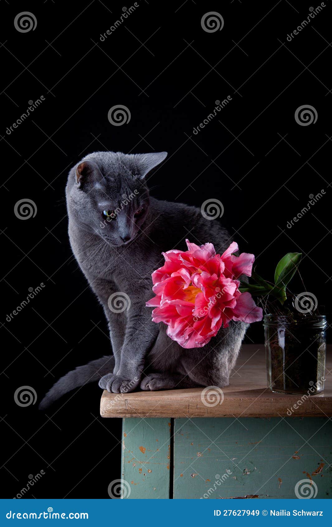 Cat and Tulip stock image. Image of blossom, silver, bloom 27627949