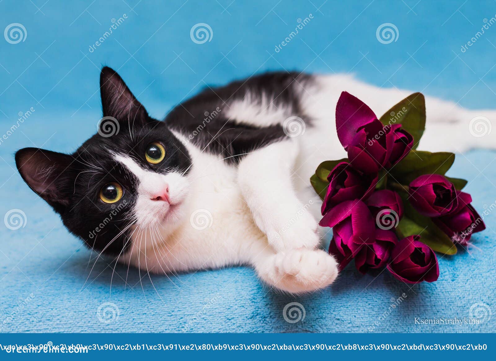 Cat with tulips stock image. Image of tulips, admirer 48965251