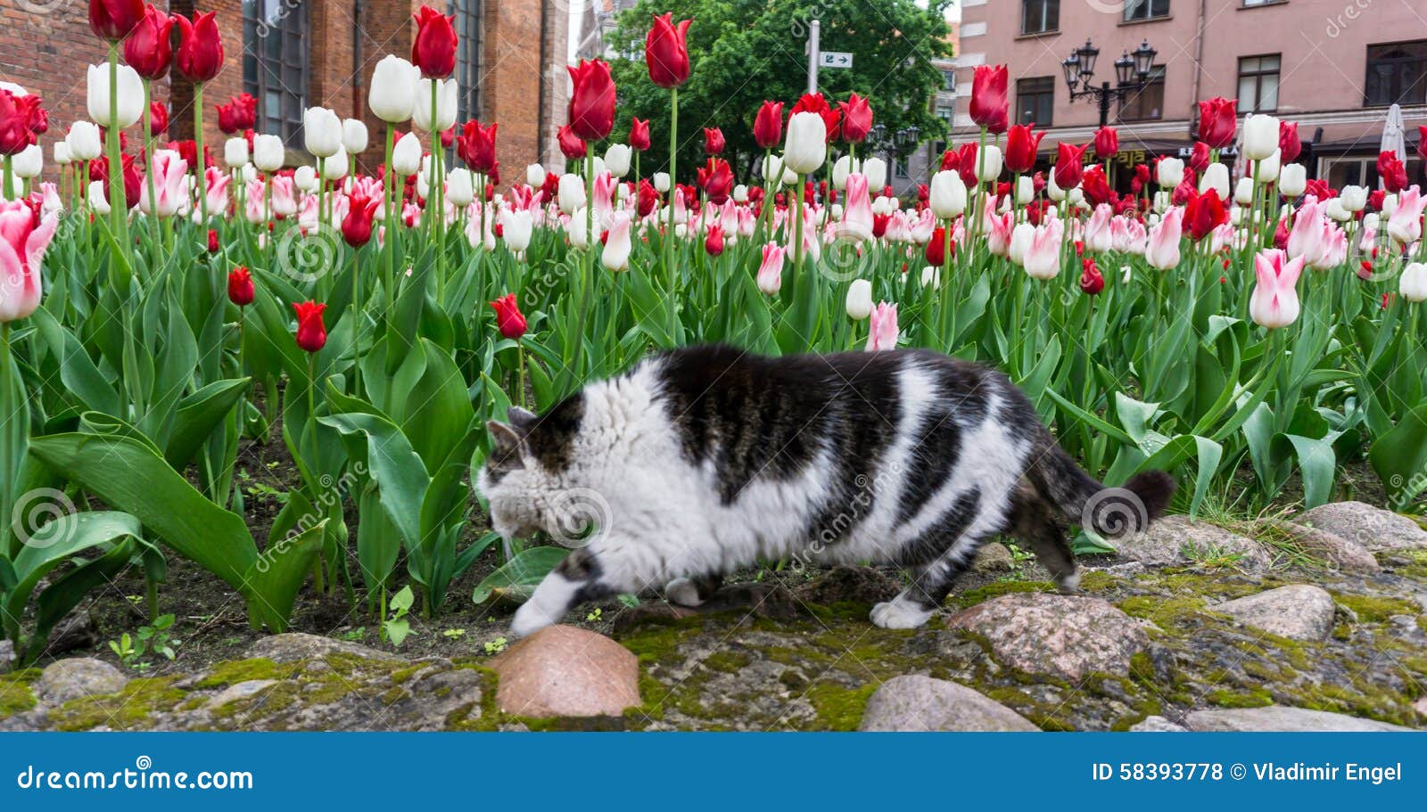 Тюльпаны для кошек ядовиты или нет. Котик с тюльпанами. Нидерланды коты с тюльпанами. Кот с цветами тюльпаны.
