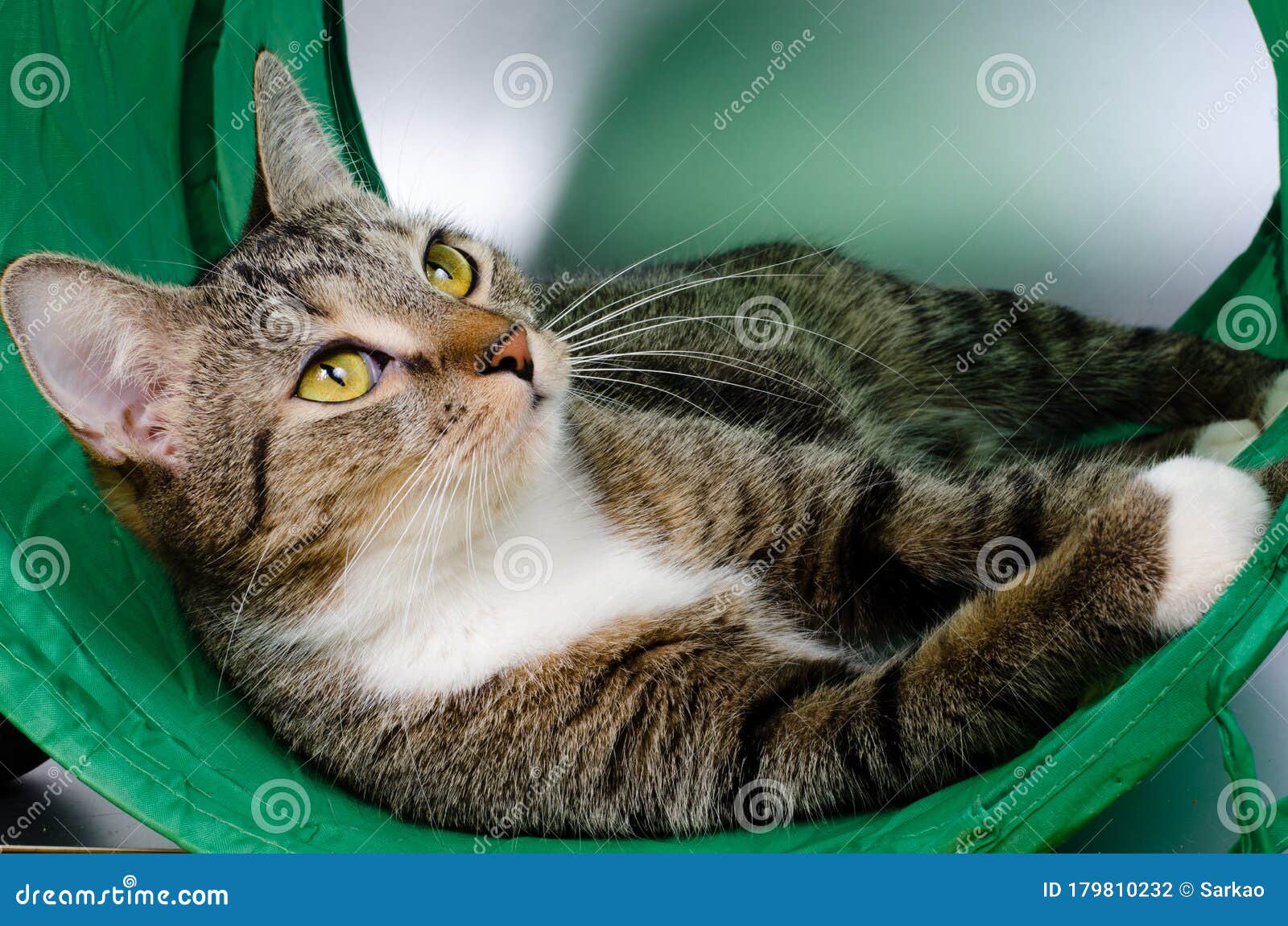 685 Cat Tunnel Photos Free Royalty Free Stock Photos From Dreamstime