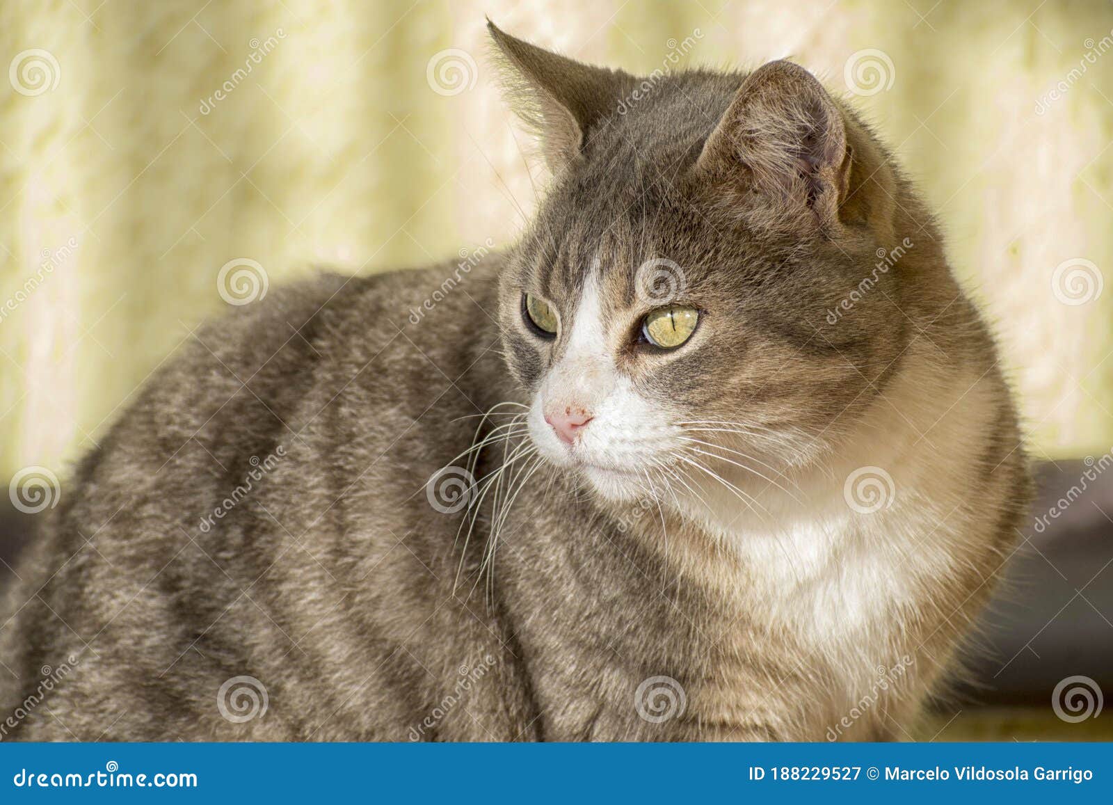 Cat turns and looks back stock image. Image of pretty 188229527