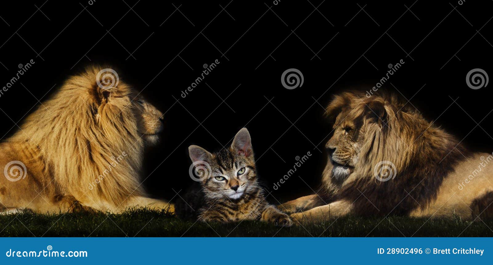Cat in between two lions stock photo. Image of lions 28902496