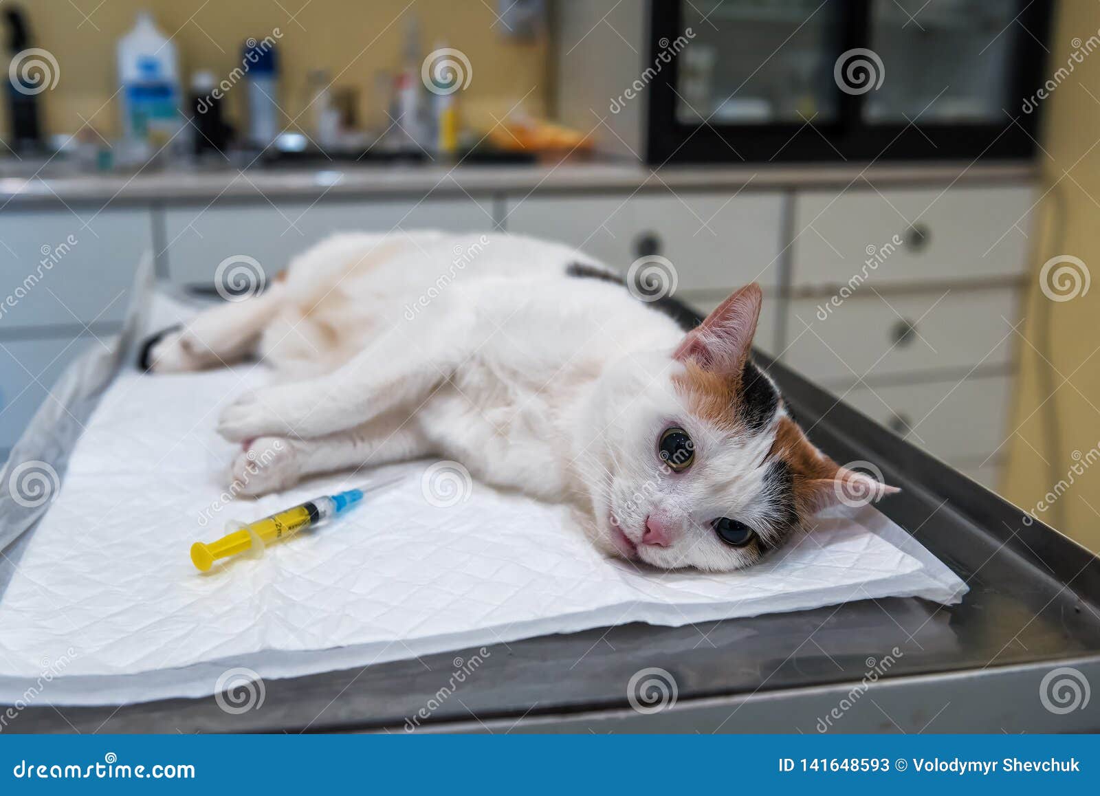 Cat Under Anesthesia Before Surgery Stock Image Image of occupation