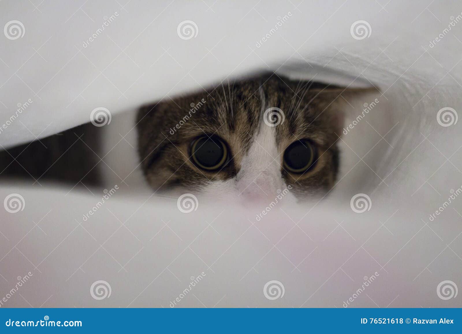 Cat under bed sheets stock photo. Image of young, adorable 76521618